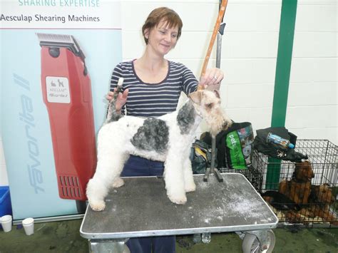 Top to Tail Dog Grooming
